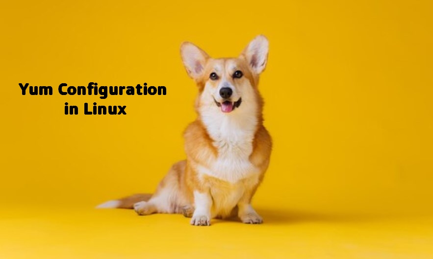 The Pembroke Welsh Corgi in the yellow background